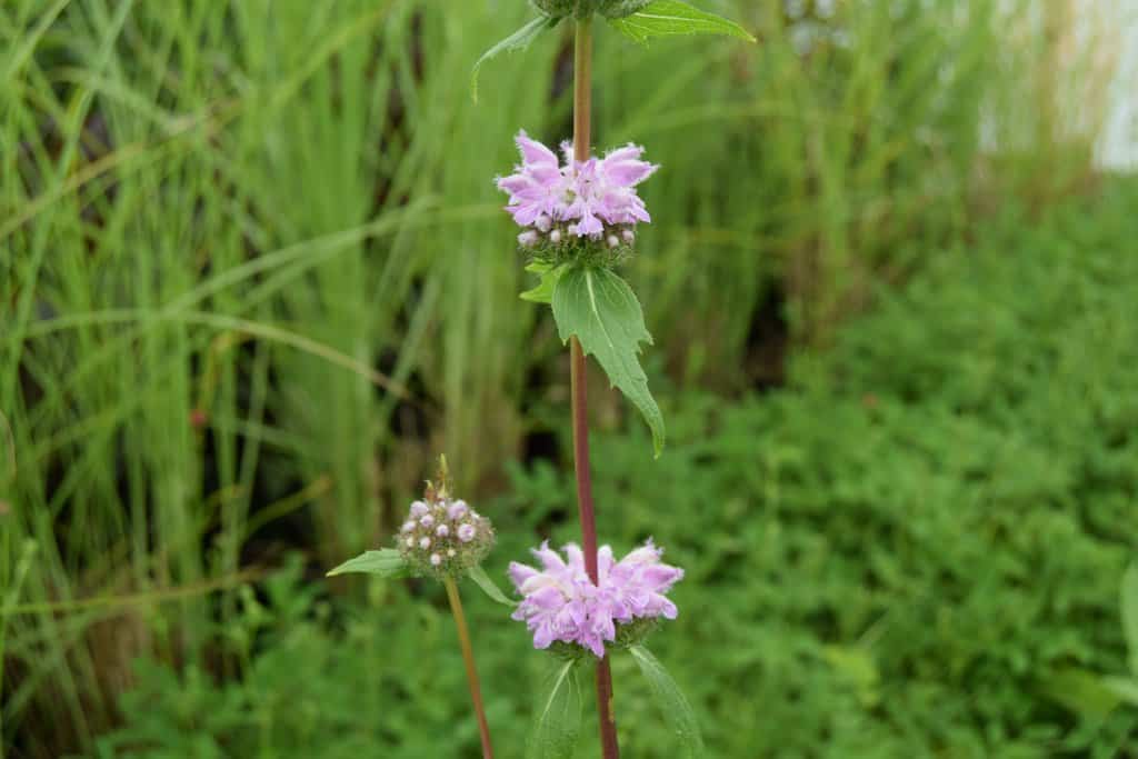 Phlomis tuberosa 'Amazone' ---